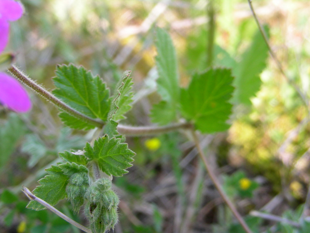 Erodium malacoides / Becco di gr malvaceo